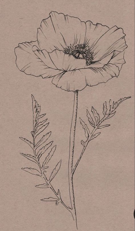 Poppy Tattoo Sketch, Poppy Ink Drawing, Botanical Drawing Tattoo, How To Draw Poppies, Poppy Flower Sketch, Poppy Drawings, Poppy Flower Tattoo Design, Poppy Line Drawing, Drawing Poppies