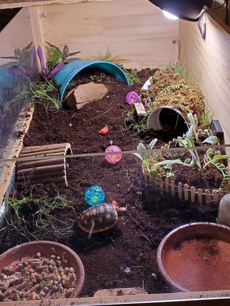 Hermanns Tortoise Enclosure, Tortoise Enclosure Indoor, Tortoise Vivarium, Box Turtle Habitat, Tortoise Terrarium, Turtle Tank Setup, Tortoise Cage, Hermann Tortoise, Pet Tortoise