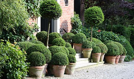 Boxwood Garden Design | AJF Design Boxwood Landscaping, Courtyard Plants, Mediterranean Garden Design, Boxwood Garden, Topiary Garden, French Country Garden, Italian Garden, Garden Containers, Mediterranean Garden