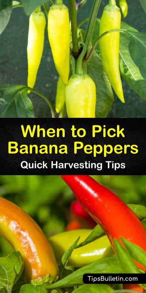 Learn how to harvest from a banana pepper plant in your garden. This growing season, learn how to identify the ripeness of hot banana peppers and other wax peppers. Storing and pickling hot varieties of banana and bell peppers is a great way to use up extra peppers. #ripe #banana #peppers Canning Hot Banana Peppers, How To Freeze Banana Peppers, Hot Wax Pepper Recipes, What To Make With Banana Peppers, Garden Banana Pepper Recipes, How To Pickle Banana Peppers, Hot Banana Pepper Recipes, Banana Pepper Canning Recipes, Wax Pepper Recipes