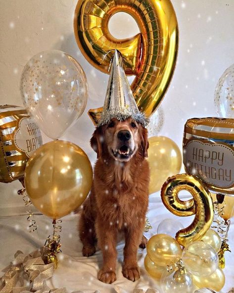 Maverick ❤ // KaufmannsPuppyTraining.com // Kaufmann's Puppy Training // dog training // dog love // puppy love // Dogs With Party Hats, Dog Golden Birthday Party, Happy Birthday For Dogs, Dog Birthday Photoshoot, Dog Birthday Pictures, Dog First Birthday, Pet Birthday, Puppy Birthday Parties, Dog Birthday Cake