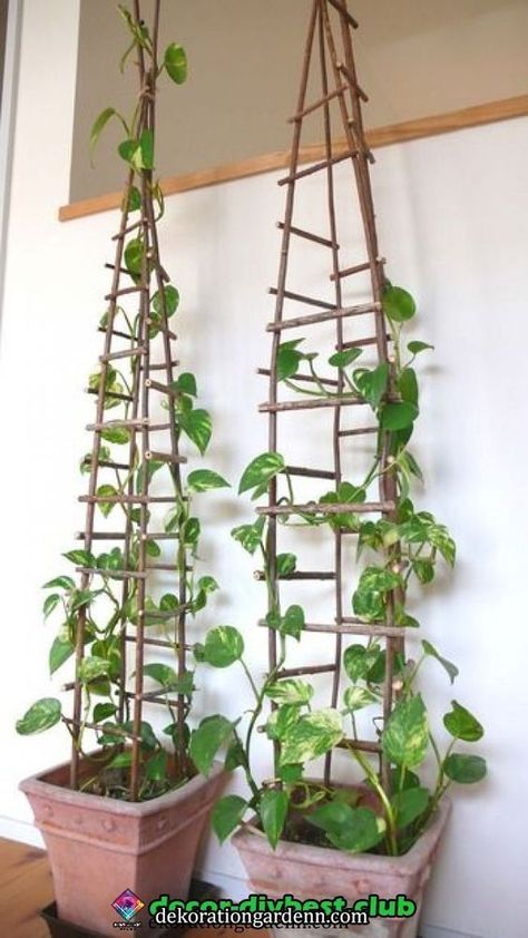 Money Plant Decor Ideas, Organization Apartment, Herb Garden Ideas, Hanging Herb Garden, Diy Garden Trellis, Apartment Hacks, Trellis Ideas, نباتات منزلية, Fresh Kitchen