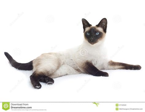 Cat Breeds Siamese, Siamese Cats Facts, Blue Eye Color, Healthy Cat, Yoga Props, Warrior Cats Fan Art, Cat Reference, Cat Comics, Gorgeous Cats