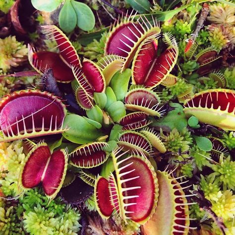 Insect Eating Plants, Bug Eating Plants, Plants Names, Insectivorous Plant, Venus Flytrap, Strange Flowers, Garden Of Earthly Delights, Fly Trap, Pitcher Plant