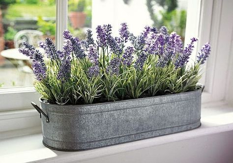 Top 7 Houseplants for Restful Sleep and Clean Air Herb Garden, Kebun Herbal, Lavender Plants, Tanaman Indoor, Tanaman Pot, Growing Lavender, Best Indoor Plants, Lavender Plant, Window Sill