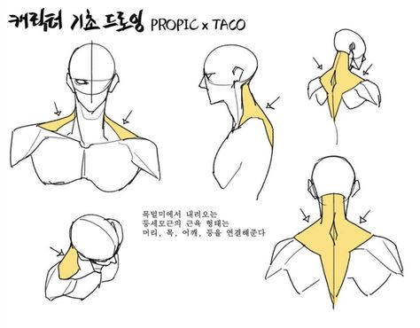 The shape of the muscle from behind the neck, coming down from the nape, connect the head, neck, shoulders, etc. Taco 1704, Anatomy Tutorial, Body Drawing Tutorial, Human Anatomy Drawing, Human Anatomy Art, Anatomy Sketches, Body Reference Drawing, Anatomy For Artists, Body Anatomy