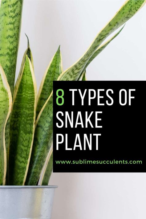 Whether you already have Snake Plants in your collection, or are considering your options, you have plenty of plants to choose from. Here are Sansevieria types that every Snake Plant lover should consider. #snakeplant #indoorgardening #outdoorgardening #gardeningtips #sansevieria Sanseveria Types, Snake Plant Propagation, Outdoor Succulents, Snake Plant Varieties, Succulent Species, Snake Plant Care, Types Of Snake, Sansevieria Plant, Snake Plants