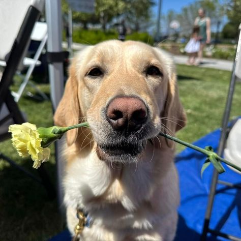 We're blooming into summer! Who else is ready to fetch all the sunshine and good vibes? Image Description: A yellow labrador/golden retriever is holding a yellow flower in his mouth. #FirstDayOfSummer #labrador #goldenretriever Yellow Lab Aesthetic, Labrador Aesthetic, Emily Core, Labrador Golden Retriever, Golden Labrador, Yellow Labrador Retriever, First Day Of Summer, Yellow Labrador, Image Description