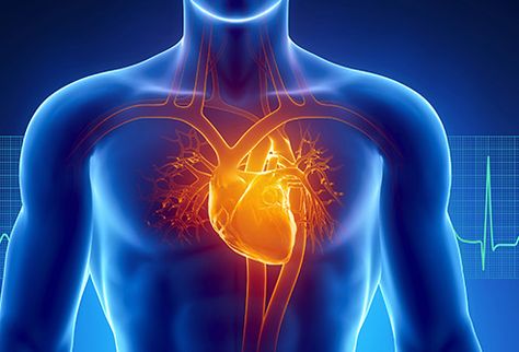 Pictures: How Heart Disease Affects Your Body Penyakit Jantung, Angina Pectoris, Clogged Arteries, Heart Muscle, Coronary Arteries, Autonomic Nervous System, Heart Conditions, Heart Problems, Odaiba