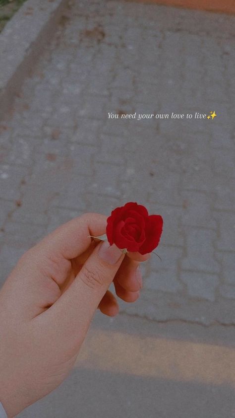 Rose Flower Captions For Instagram, Rose Snap Story, Cute Bio For Instagram, Rose Captions For Instagram, Rose Captions, Galaxy Wallpaper Quotes, Rosé Snapchat, Flower Captions, Gym Snap