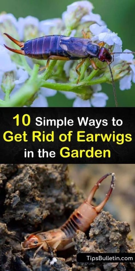 Earwig Killer, Getting Rid Of Earwigs, Gazing Balls, Rid Of Bed Bugs, Earwigs, Pollinator Plants, Bug Killer, Garden Pest Control, Garden Help