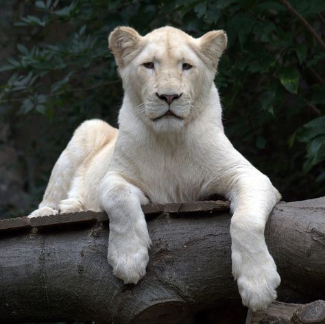 photo of white female lion | photo Lion Female, The Lion Sleeps Tonight, Female Lion, Lions Photos, Observational Drawing, Animal Guides, White Lion, Beautiful Cats, Big Cats