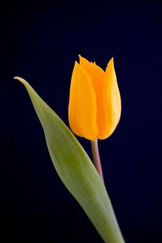 https://flic.kr/p/7SxGvg | Yellow tulip | Single flower for spring Yellow Tulips, Beautiful Flowers Wallpapers, Single Flower, Tulips Flowers, Alam Semula Jadi, Exotic Plants, Mellow Yellow, Flower Beauty