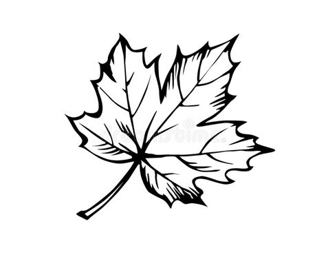 Sketch of the sheet. Of the maple on white background , #AFF, #sheet, #Sketch, #maple, #background, #white #ad Drawing Ideas Step By Step, Maple Leaf Drawing, Maple Leaf Tattoos, Canada Leaf, Canada Tattoo, Easy Drawing Ideas, Leaf Tattoo, Leaf Clipart, Pencil Drawings Easy