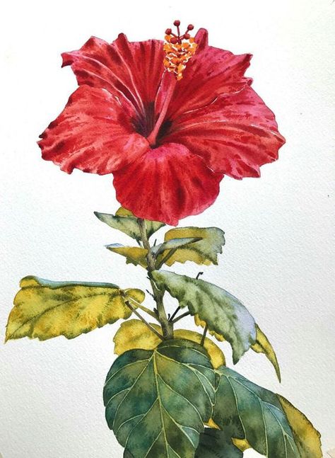 Flower Watercolor Tutorial, Hibiscus Flower Watercolor, Hibiscus Flower Drawing, Flor Tattoo, Watercolour Ideas, Arte Peculiar, Floral Art Design, Watercolor Tutorial, Abstract Floral Art