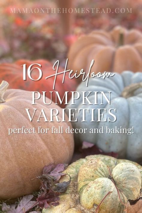 Do you want pumpkins that look beautiful, but can also make a yummy pie? Check out these 16 dual-purpose heirloom pumpkin varieties! #pumpkins #heirloompumpkins #pumpkinvarieties #perfectpumpkin #homesteading #homesteadgardening #growpumpkins #gardening Jarrahdale Pumpkin, Heirloom Pumpkins, Yummy Pie, Pumpkin Varieties, Pumpkin Dishes, Cinderella Pumpkin, Growing Pumpkins, Cheese Pumpkin, Cut Flower Garden