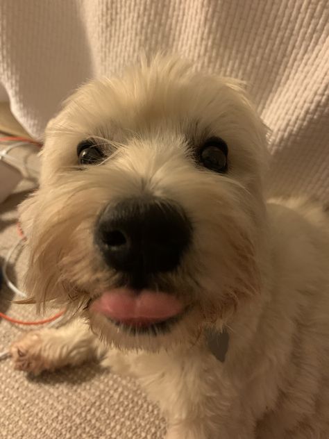 #westy #dog #cutedog #cute #westhoghlandterrier White Small Dog, West Terrier, Westie Dog, Westie Puppies, I Like Dogs, Westie Dogs, Really Cute Dogs, Silly Dogs, Pretty Animals