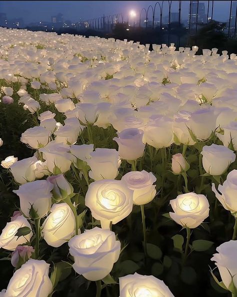 Pink Tulips Wallpaper Aesthetic, Flowers Stand, Colour Flowers, Light Blue Roses, Nature Photography Flowers, White Rose Flower, Glittery Wallpaper, Stargazer Lily, Roses White