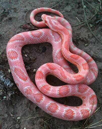 Beautiful Snow Corn Snake, Milk Snake, Baby Snakes, Cool Snakes, Colorful Snakes, Pretty Snakes, Corn Snake, Snake Lovers, Cute Reptiles