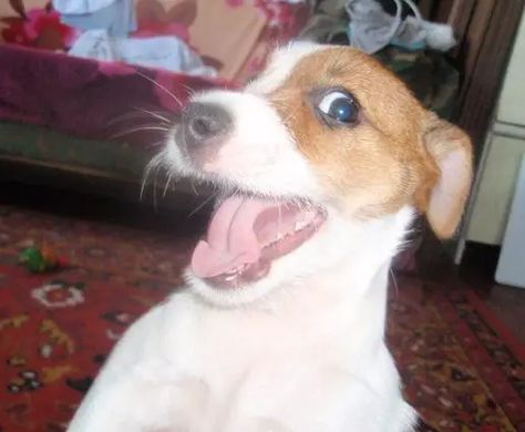 15 Reasons Jack Russells Are Not The Friendly Dogs Everyone Says They Are - The Paws Jack Russell Terrier Funny, Jack Russell Funny, Jack Terrier, Pet Information, Crochet Parrot, Cocker Spaniel Mix, Friendly Dogs, Jack Russell Terrier Puppies, Parson Russell Terrier