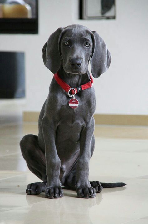 Weimaraner Dogs Grey, Weimaraner Puppies, Dog Humor, Tallest Dog, Weimaraner Dogs, Best Dog Breeds, Silly Dogs, Dog Wallpaper, Refrigerator Magnet