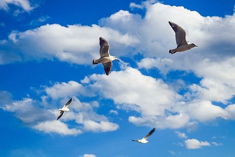 blue sky and white clouds,soaring,bird,sunny day,birds,birds and insects,birds powerpoint Blue Sky With Birds, Sky With Birds, Birds Flying In The Sky, Bird Background, Blue Sky With Clouds, Sky Pic, Frame Image, Sky Day, Wallpaper Images Hd