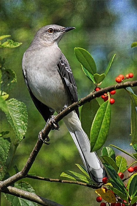 California Birds, Ohio Birds, Northern Mockingbird, Mocking Birds, North American Birds, Mocking Bird, California Nature, Landscape Tips, American Birds