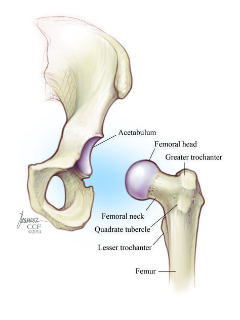 Hip Labral Tear: Symptoms, Causes, Treatments Torn Labrum, Hip Dislocation, Sagittal Plane, Hip Problems, Hip Dysplasia, Cleveland Clinic, Pelvic Pain, Hip Pain, Signs And Symptoms