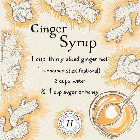 How To Make and Use Ginger Syrup | Herbal Academy | Ginger is a great herbal ally that should be part of every herbalist's medicine cabinet. Ginger syrup is one delicious way to use this herb in your home. Kitchen Witch Recipes, Magia Das Ervas, Ginger Syrup, Herbal Recipes, Herbal Apothecary, Herbal Healing, Herbal Magic, Ginger Root, Kitchen Witch