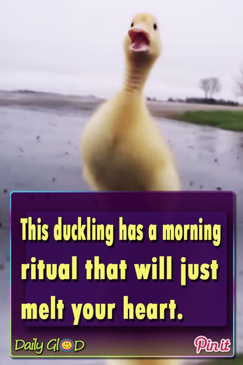 I thought I’d seen it all, but I guess I was wrong! – This duckling has a morning ritual that will just melt your heart… #duckling #morning #ritual #funny #viral #duck Funny Ducks, Sitting Duck, Fun Animals, Cute Ducklings, Funny Duck, Different Birds, Fun Photos, I Was Wrong, Cute Good Morning