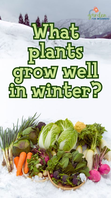 Get ready today to enjoy the garden of your dreams this winter! Put aside your concern that your plants will be harmed or destroyed when growing these crops. Instead, these vegetables will flourish and perform well when winter arrives! Winter Crops To Plant, Garden During Winter, Cold Weather Crops, Winter Garden Book, Garden For Beginners, Spinach Seeds, Lettuce Seeds, Winter Vegetables Gardening, List Of Vegetables