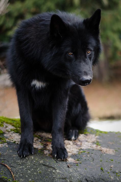 Alaskan noble companion dog <3 I am going to get one of these beautiful canines one day :) ~Vixenn Real Wolf, Wolf Shifter, Wolf World, Wolf Photos, Wolf Love, Wolf Pictures, Beautiful Wolves, Companion Dog, Wild Dogs