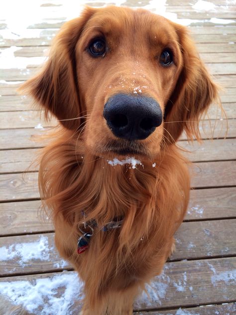 My Golden Irish Max Golden Irish Puppy, Irish Golden Retriever, Irish Setter Golden Retriever, Golden Irish Dog, Red Retriever, Golden Irish, Red Golden Retriever, Golden Retriever Cross, Golden Retriever Facts