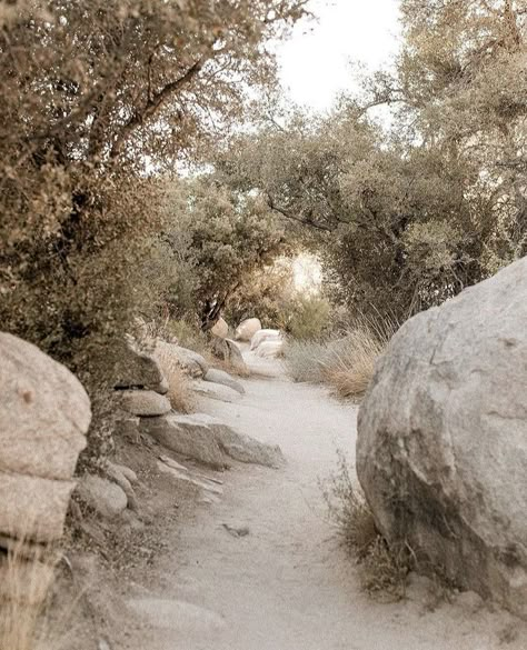 Beige Scenery, Dark Forest Aesthetic, Desert Dream, Green Landscape, Beige Aesthetic, Nature Aesthetic, Walking In Nature, White Aesthetic, Go Outside