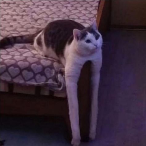 A cat with disturbingly long front legs hangs them over the corner of a bed Cursed Cat, Cat Images