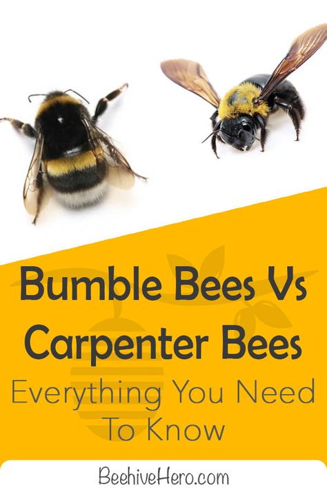 Bumblebees vs carpenter bees—they share a few similarities, but we’re here to look at their differences. Click the pin to learn more about their individual characteristics and how to distinguish them. Bumble Bee Nest, Bee Identification, Different Bees, Garden Wildlife, Wood Bees, Types Of Bees, Chicken Tractors, Solitary Bees, Carpenter Bee