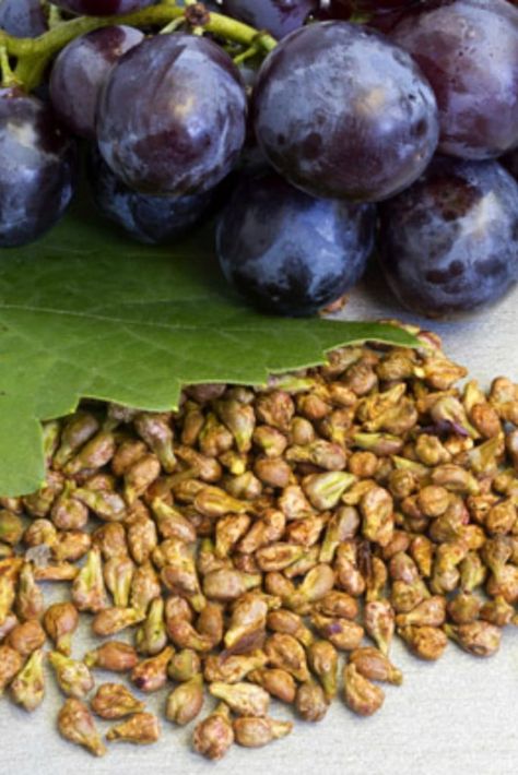 Everything You Need to Know about Grape Seed Extract Supplements | If you want to know what grape seed extract is, why people take it, and how it can benefit your health, then you want to read this article. Grape Seed Extract Benefits, Grapeseed Oil Benefits, Best Pre Workout Supplement, Grapes Benefits, Post Workout Supplements, Athlete Nutrition, Maitake Mushroom, Acerola Cherry, Natural Cleanser