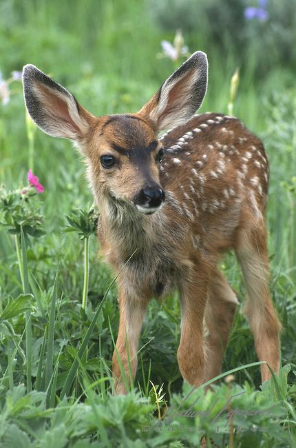 Just a "Mule Deer" fawn in Montana<3 Hirsch Silhouette, Mule Deer, Manx, Baby Deer, Cute Animal Pictures, Cute Creatures, Sweet Animals, Animal Planet, Nature Animals