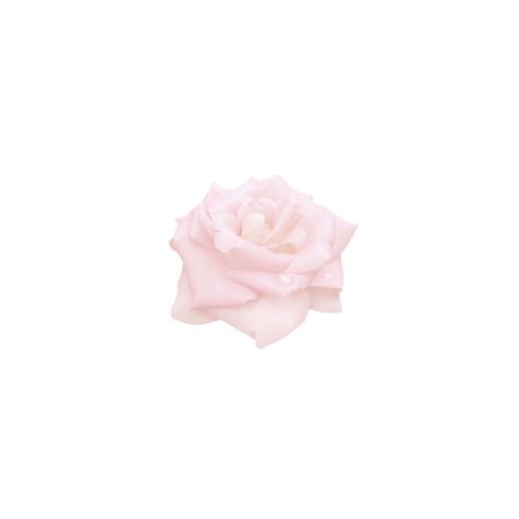 Flower Cute, Rose Icon, Cute Aesthetic, Profile Pictures, Post It, Pink Flower, Not Mine, Pink, White