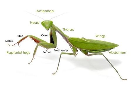 free! contest. Give away for care sheet and info. Mantis Anatomy, Pray Mantis, Animal Reference, Cool Bugs, Nature Card, Unit Studies, Praying Mantis, Arthropods, Arachnids