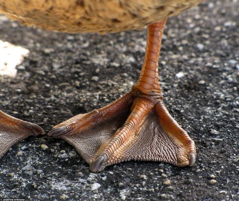 The Beauty of Webbed Feet | BirdNote Beauty Web, Feet Drawing, Foot Anatomy, Duck Feet, Step Drawing, Mallard, Step By Step Drawing, Bird Species, Texture Art