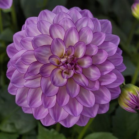 Dahlia Pictures | National Garden Bureau | #yearofthedahlia Daliah Flower, Pretty Flowers Pictures, Purple Dahlia, Tattoo Flowers, Growing Dahlias, Beautiful Flowers Photography, Boquette Flowers, Plant Garden, Cut Flower Garden