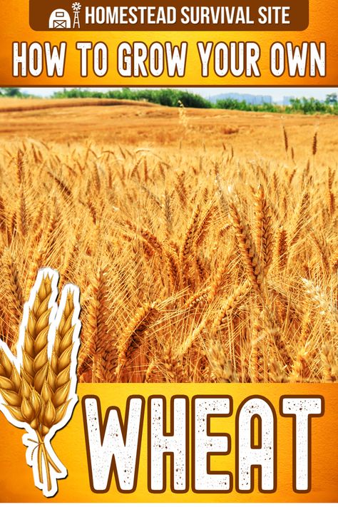 Growing your own wheat is easier than it may sound. Even if you have a small space, you can see big results. Here's how to do it. Growing Wheat, Homestead Style, Aesthetic Gardening, Gardener Aesthetic, Garden Nails, Gardening Aesthetic, Sacred Garden, Witch Garden, Aesthetic Garden