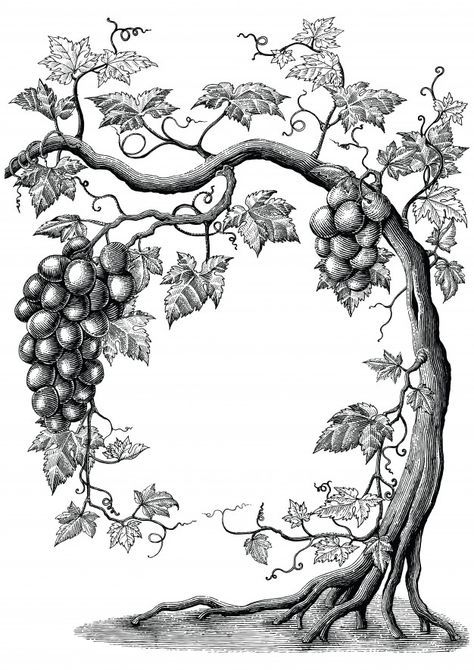 Grape Vines Drawing, Grape Drawing, Wine Tree, Vine Drawing, Grape Tree, Vine And Branches, Drawing Vintage, Fruits Drawing, Engraving Illustration