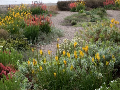 Coastal flower garden, Auckland - O2 Landscapes Perennial Landscaping, Espalier Fruit Trees, Naturalistic Garden, Coastal Garden, Rural Land, Waterwise Garden, Native Plant Gardening, Farm Dogs, Coastal Gardens