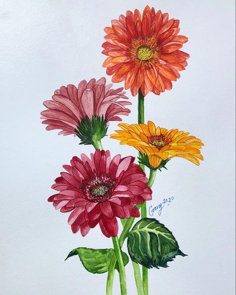 Gerbera Flower Painting, Gerber Daisy Watercolor, Zinnia Drawing Simple, Gerbera Daisy Watercolor, Gerberas Drawing, Gerber Daisy Drawing, Gerbera Daisy Drawing, Gerbera Watercolor, Gerbera Flower Drawing