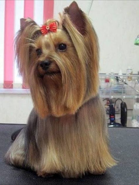 Yorkie Long Hair, Dogs Collage, Male Yorkie, Yorkie Hair, Yorkshire Terrier Grooming, Yorkie Cuts, Yorkie Hairstyles, Yorkie Names, Yorkie Haircuts