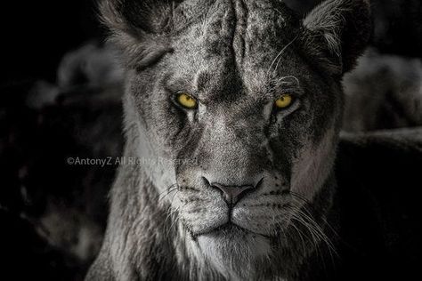 Angry Lioness Lion Angry Lioness, Fierce Lioness, Lion Black, Lioness Tattoo, Female Lion, Lion Head Tattoos, Lions Photos, Lion Love, Hip Tattoos Women