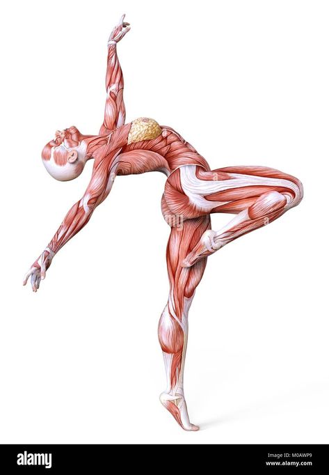 Download this stock image: Female body without skin, anatomy and muscles isolated on white - M0AWP9 from Alamy's library of millions of high resolution stock photos, illustrations and vectors. Human Muscle Anatomy, Skin Anatomy, Anatomy Sculpture, Human Body Anatomy, Human Anatomy Drawing, Human Figure Drawing, Muscle Anatomy, Human Anatomy Art, Anatomy Sketches