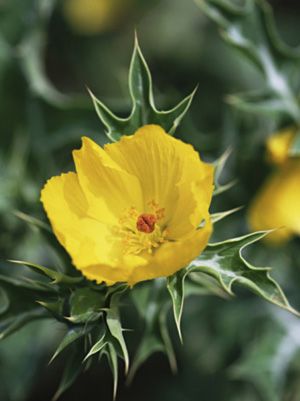 Mexican Poppy Mexican Poppy, Mexican Garden, Mexican Flowers, Healing Plants, Indoor Flowers, Rare Flowers, Garden Pests, Garden Inspired, Flowering Trees